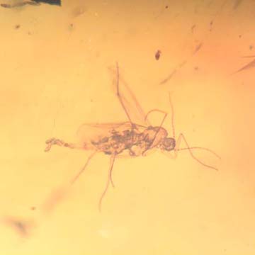 Rare Three Gall Midges Clinging On Wings Of Winged Termite And Beetle In Dominican Amber. Rare Three Gall Midges Clinging On Wings Of Winged Termite And Beetle In Dominican Amber.