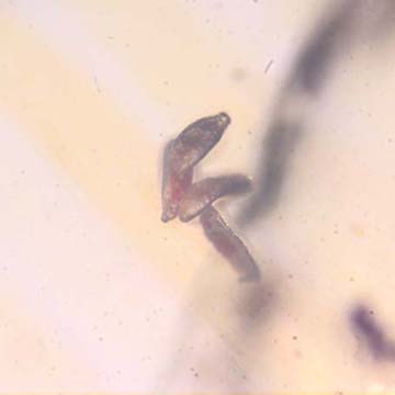 Rare Four Eggs In Dominican Amber Rare Four Eggs In Dominican Amber