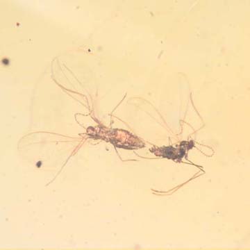 Rare Almost Mating Gall Midge In Dominican Amber.
