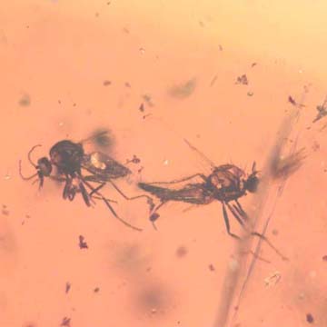 Rare Almost Mating Midge And Two Gall Midges In Dominican Amber. Rare Almost Mating Midge And Two Gall Midges In Dominican Amber.