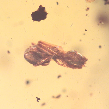 Rare Ant Pupa In Dominican Amber Rare Ant Pupa In Dominican Amber
