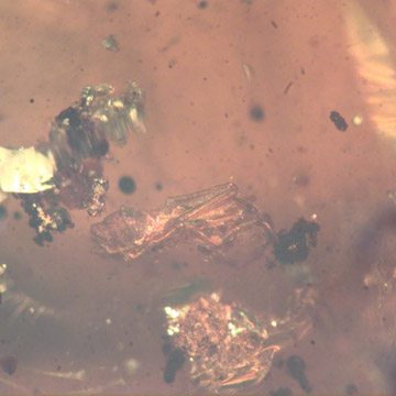 Rare Ant Pupa In Dominican Amber Rare Ant Pupa In Dominican Amber