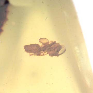 Rare Ant Pupa In Dominican Amber Rare Ant Pupa In Dominican Amber