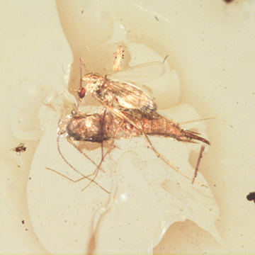 Rare Biting Midge Biting The Head Of Bristletail And Thrip Larva In Dominican Amber Rare Biting Midge Biting The Head Of Bristletail And Thrip Larva In Dominican Amber