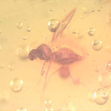 Rare Biting Midge With Four Eggs In Dominican Amber.