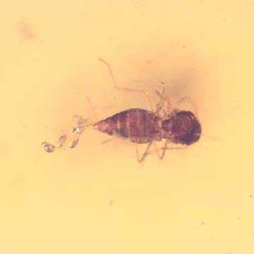 Rare Biting Midge With Five Eggs In Dominican Amber. Rare Biting Midge With Five Eggs In Dominican Amber.