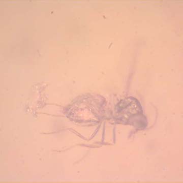Rare Biting Midge With Egg In Dominican Amber. Rare Biting Midge With Egg In Dominican Amber.