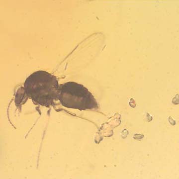 Rare Biting Midge With Eggs In Dominican Amber.