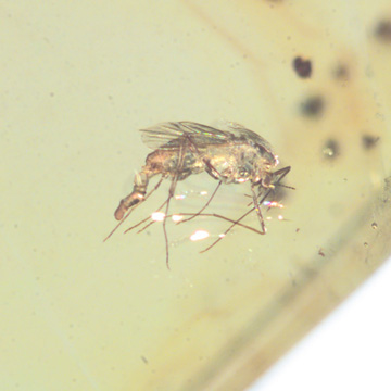 Common Biting Midge With Genital Coming Out In Dominican Amber.