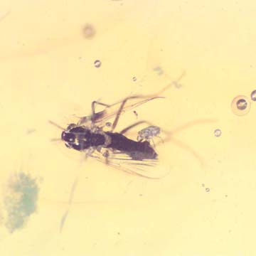 Rare Biting Midge With Mite Clinging On It In Dominican Amber.