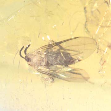 Rare Black Scavenger Fly With Gall Midge On Its Wing In Dominican Amber.