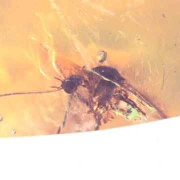 Rare Breached Mosquito In Dominican Amber Rare Breached Mosquito In Dominican Amber