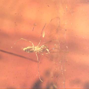 Rare Bristletail And Moth Fly With Mite Clinging On Its Wing In Dominican Amber Rare Bristletail And Moth Fly With Mite Clinging On Its Wing In Dominican Amber