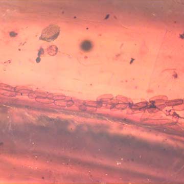 Rare Bunch Of Eggs In Dominican Amber Rare Bunch Of Eggs In Dominican Amber