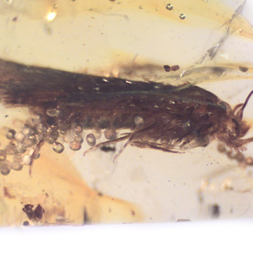 Rare Caddisfly With Bunch Of Eggs In Dominican Amber Rare Caddisfly With Bunch Of Eggs In Dominican Amber