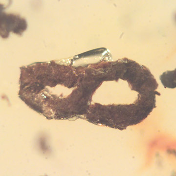 Rare Coprolite In Dominican Amber. Rare Coprolite In Dominican Amber.