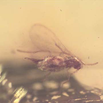 Rare Decomposed Gall Midge With Seven Eggs In Dominican Amber. Rare Decomposed Gall Midge With Seven Eggs In Dominican Amber.