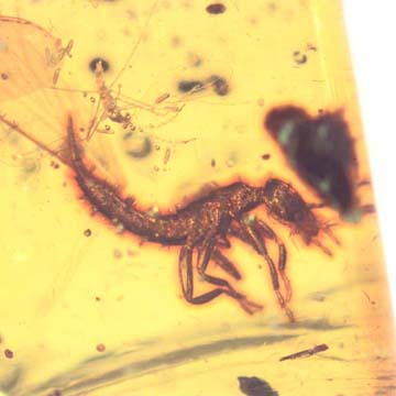 Rare Earwig And Gall Midge With Egg In Dominican Amber.