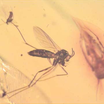 Rare Fungus Gnat With Beetle And Gall Midge Clinging On It And Barklouse In Dominican Amber. Rare Fungus Gnat With Beetle And Gall Midge Clinging On It And Barklouse In Dominican Amber.