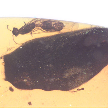 Rare Gall Midge And Wasp Clinging On A Leaf, Gall Midge And Male Ant In Dominican Amber. Rare Gall Midge And Wasp Clinging On A Leaf, Gall Midge And Male Ant In Dominican Amber.