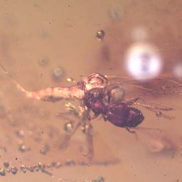 Rare Gall Midge And Wasp Figthing In Dominican Amber. Rare Gall Midge And Wasp Figthing In Dominican Amber.