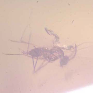 Rare Gall Midge With Ten Eggs In Dominican Amber.