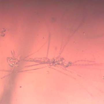 Rare Gall Midge With Six Eggs In Dominican Amber.