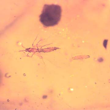 Rare Gall Midge With Two Eggs In Dominican Amber.
