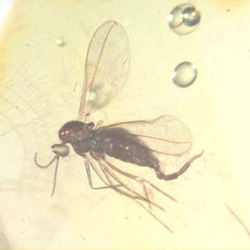 Rare Gall Midge With Genital Coming Out In Dominican Amber Rare Gall Midge With Genital Coming Out In Dominican Amber