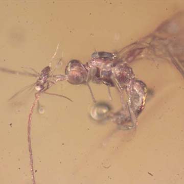 Rare Inchneumon Wasp With Fairy Fky On Its Antenna In Dominican Amber. Rare Inchneumon Wasp With Fairy Fky On Its Antenna In Dominican Amber.