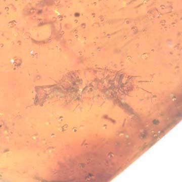 Rare Isopod In Dominican Amber