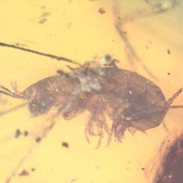 Rare Isopod In Dominican Amber Rare Isopod In Dominican Amber