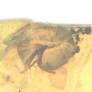 Rare Isopod In Dominican Amber Rare Isopod In Dominican Amber