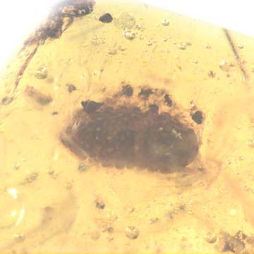Rare Isopod In Dominican Amber