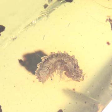 Rare Isopod In Dominican Amber Rare Isopod In Dominican Amber