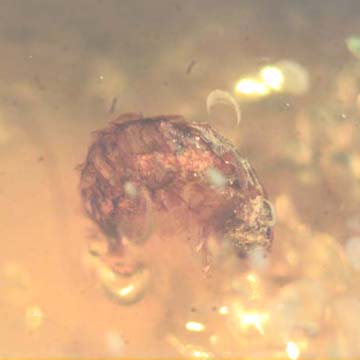 Rare Isopod In Dominican Amber