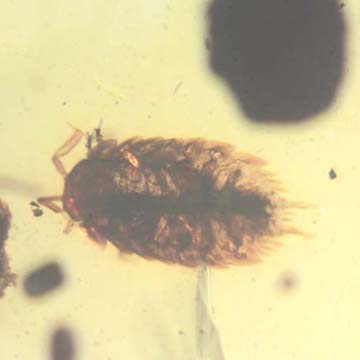 Rare Isopod In Dominican Amber