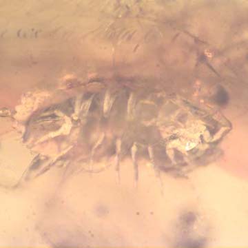 Rare Isopod In Dominican Amber Rare Isopod In Dominican Amber