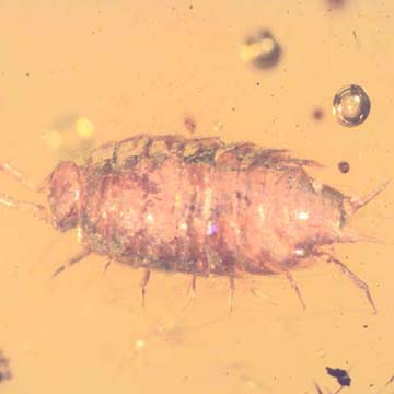 Rare Isopod In Dominican Amber Rare Isopod In Dominican Amber