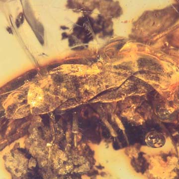 Rare Isopod In Dominican Amber Rare Isopod In Dominican Amber