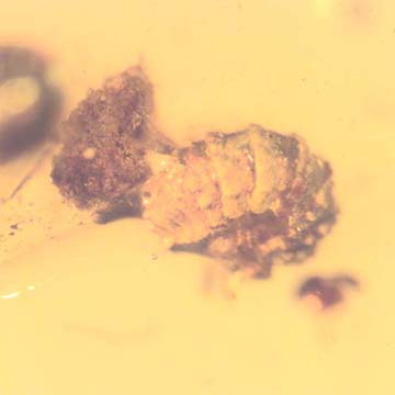 Rare Isopod In Dominican Amber Rare Isopod In Dominican Amber