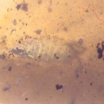 Rare Isopod In Dominican Amber Rare Isopod In Dominican Amber