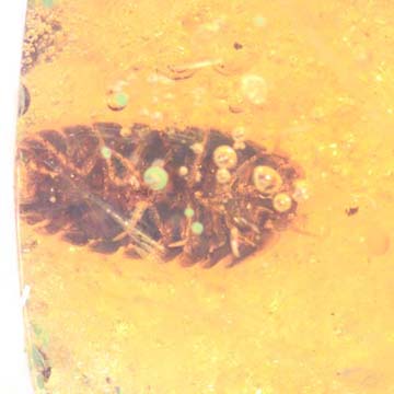 Rare Isopod In Dominican Amber Rare Isopod In Dominican Amber