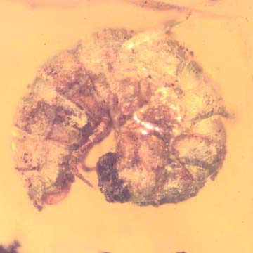 Rare Isopod In Dominican Amber Rare Isopod In Dominican Amber