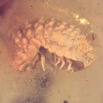 Rare Isopod In Dominican Amber