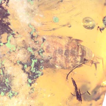 Rare Isopod In Dominican Amber Rare Isopod In Dominican Amber