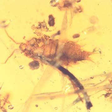 Rare Isopod In Dominican Amber Rare Isopod In Dominican Amber