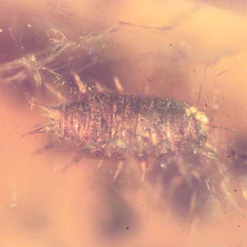 Rare Isopod In Dominican Amber Rare Isopod In Dominican Amber