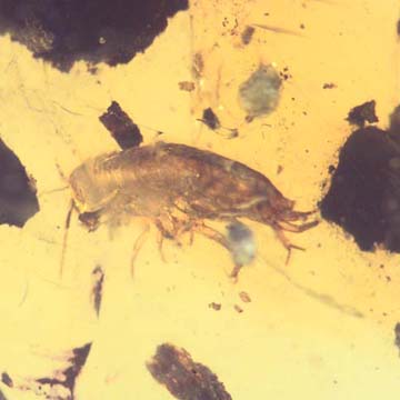 Rare Isopod In Dominican Amber
