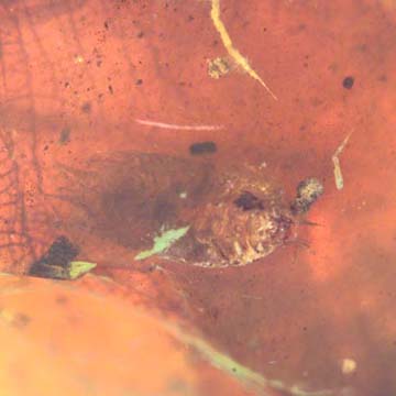 Rare Isopod In Dominican Amber Rare Isopod In Dominican Amber